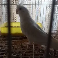 طوطی عروس نر آلبینو مولد تضمینی