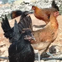 جوجه مرغ محلی