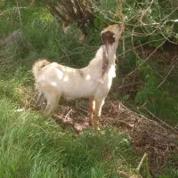 بز نجدی آبستن