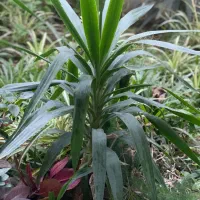 گل با گلدان