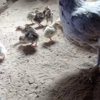 بوقلمون .کشک سفید .دوغ