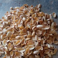 خرید پوست پسته   خرید پوک و گو