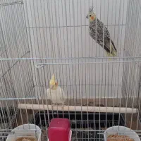 عروس هلندی|پرنده|درگزین, |دیوار