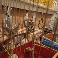 عروس هلندی نر