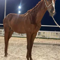 خرید و فروش انواع نژاد اسب