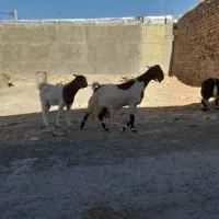 فروشی|حیوانات مزرعه|ایلام, |دیوار