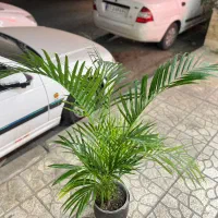 نخل اریکا|گل و گیاه طبیعی|کرج, گلشهر|دیوار