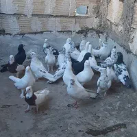کبوتر سیماش و کلدا سفید یجا|پرنده|قم, نیروگاه|دیوار