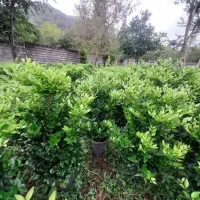 لاوسون  یاس هلندی شمشاد طلایی|خدمات باغبانی و درختکاری|چابکسر, |دیوار