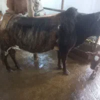 گاو و گوساله ماده