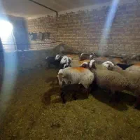 حیوانات مزرعه|حیوانات مزرعه|باوله, |دیوار