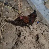 پیدا شده
