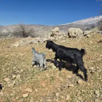 دو راس بز داشتی کهره دار