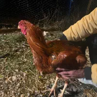 خروس و مرغ دو ساله لاری