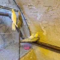 عروس هلندی تازه بالغ