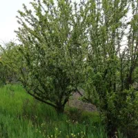 استخدام نیروی خانم برای سالمند زن