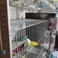 مرغ عشق|پرنده|فاروج, |دیوار