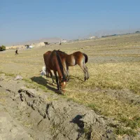 اسب مادیون با کره پنج ماهه نریون|اسب و تجهیزات اسب‌سواری|سیلاخور, |دیوار