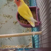 کتوله صورت هلویی نر|پرنده|شیراز, شریف‌آباد|دیوار