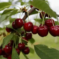 نهالستان ارقام خشکبار و میوه‌ های پربار پالیز|خدمات باغبانی و درختکاری|ملکان, |دیوار