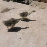 جوجه قو غاز و مرغ تخمی