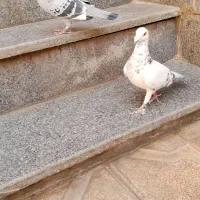 کفتر المانی مسافتی|پرنده|مشهد, انصار|دیوار