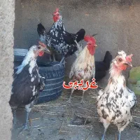 تخم مرغ نطفه دار