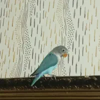 طوطی کوتوله|پرنده|مشهد, سیلو|دیوار