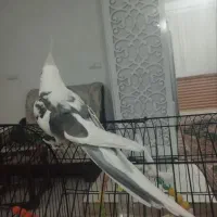 عروس هلندی سخنکو فول اهلی|پرنده|مرند, |دیوار