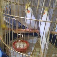 سه عدد عروس هلندی|پرنده|خسروشاه, |دیوار