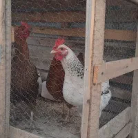 مرغ تخمگذار
