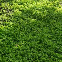 فروش نشا کاهو فرانسوی سبز|گل و گیاه طبیعی|زرگرشهر, |دیوار