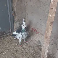 کبوتر|پرنده|اهواز, کوی آغاجاری|دیوار