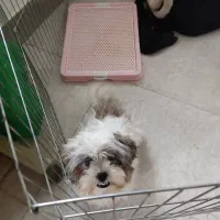 سگ پاکوتاه نژاد دار اصیل