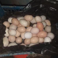 تخم مرغ محلی وگلین نطفه دار مخلوط