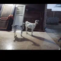 یک عدد گیسه بابچه نر زه اول