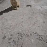 سگ پاگوتاه