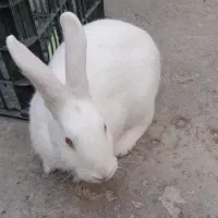سه عدد خرگوش بازیگوش و سالم