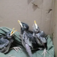 جوجه مرغ مینا شاه تخم دونه ای۳۵۰