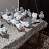 فروش سینه سبز آبی سوسنی مولد خوب درجه یک