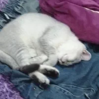 واگذاری گربه سفید نژاد اسکاتیش شورت هیر|گربه|کرمانشاه, |دیوار