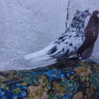 زرگان|پرنده|باوی, |دیوار