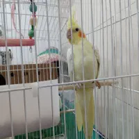 بندرماهشهر