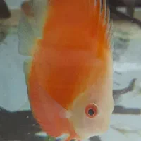 ماهی دیسکس ۲ عدد|ماهی|تهران, مهرآباد جنوبی|دیوار