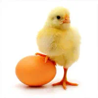 تخم مرغ سایز درشت (۱۰/۵۰۰)