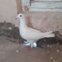 چهار تا کبوتر گرفتنی ۱۵۰