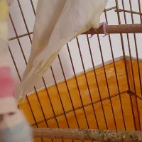 عروس هلندی|پرنده|محمدشهر, شهرک چمران|دیوار