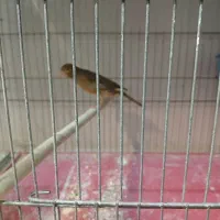 تعدادقنار نر سوختی|پرنده|ابریشم, |دیوار