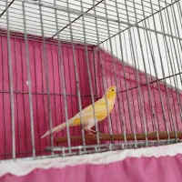 قناری نر طلایی مست مست|پرنده|بروجرد, |دیوار