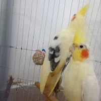 طوطی عروس هلندی جفت